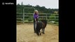 Small US pony with big moves square dances with owner