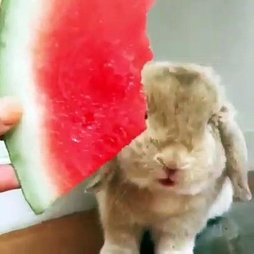 Cette lapine se régale d'une pastèque. Trop beau !