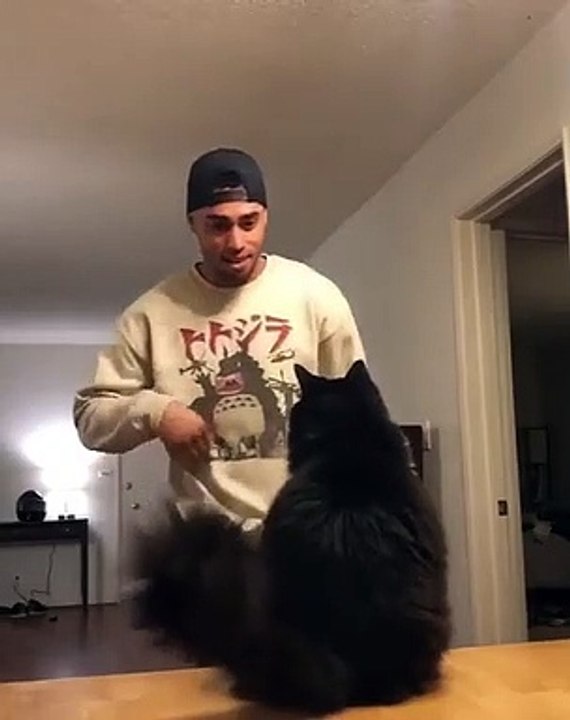 Trop fort ! Regardez la chorégraphie de cette chatte et son maître !