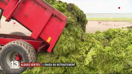 Bretagne : une unique usine pour se débarrasser des algues vertes