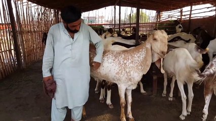 Sub Mang rahy hen Sasstay Bakray Bakra Mandi 2019