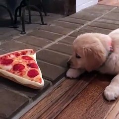 Ce chiot veut manger une pizza en pelluche. Hilarant !