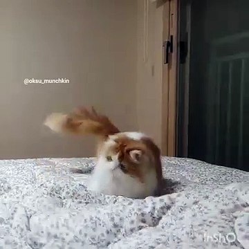 Regardez ce qui arrive à ce chaton quand il essaye de réveiller son maître. Trop drôle !