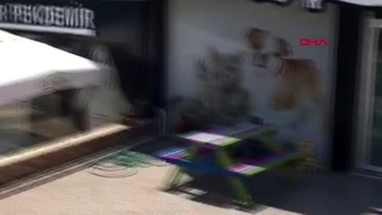 MUĞLA BODRUM'DA MEZARLIKTA ZEHİRLENEN 2 KÖPEKTEN 1'İ TELEF OLDU