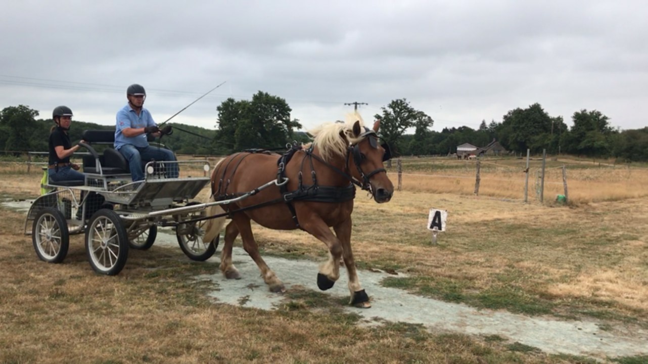 L’attelage, une approche universelle du cheval