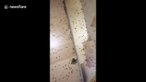 'It was the worst I’ve ever seen!' Insect exterminator finds house covered in bed bugs