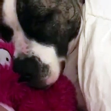 Le ronflement de ce chien a clairement dérangé le chat endormi à côté de lui