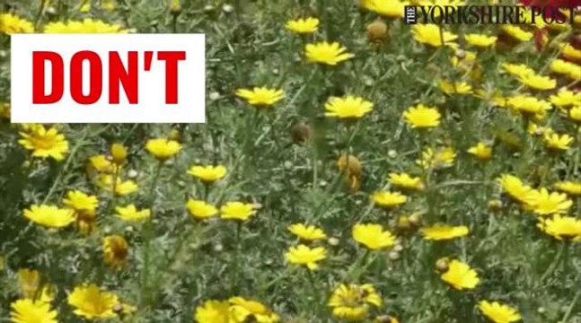 Hay fever tips during the warm weather