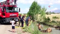 Sulama kanalına düşen büyükbaş hayvanı itfaiye ekipleri kurtardı