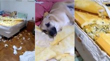 Cão destrói quarto e desespero da dona torna-se viral
