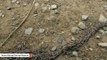 Hundreds Of Maggots Cling Together In Creepy Snake-Like Formation