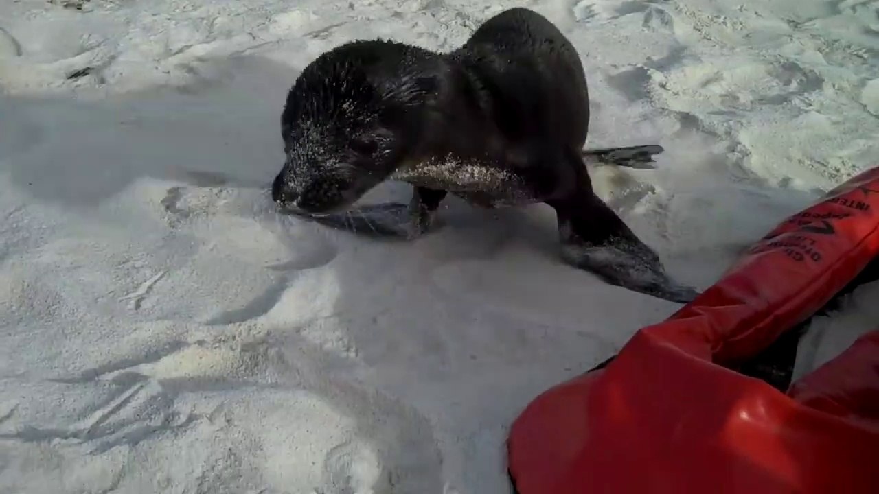 Ce bébé lion de mer rend visite à des touristes sur la plage... Adorable