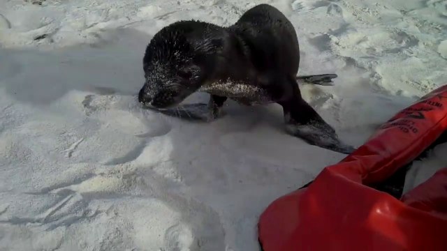 Ce bébé lion de mer rend visite à des touristes sur la plage... Adorable