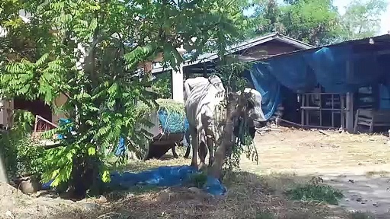 THAIDREAMING