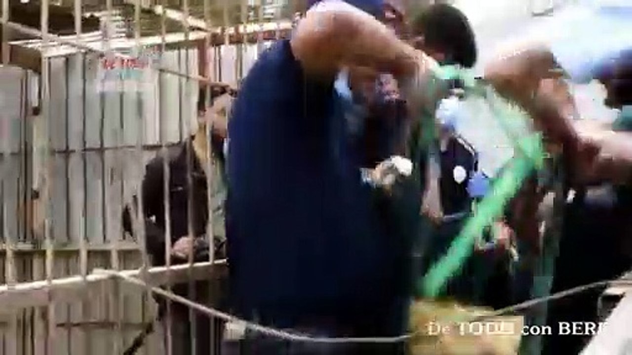 AMIR KHALIL el VETERINARIO que RESCATA ANIMALES OLVIDADOS en zona de GUERRA