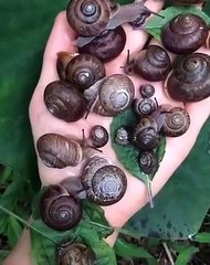 So Many Snails