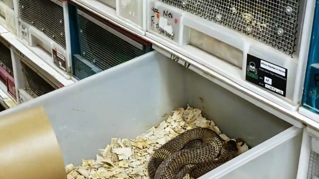 Deadly Cape Cobra Lunges at Cameraman