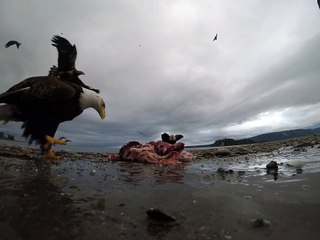 Eagle Snags and Soars with Camera