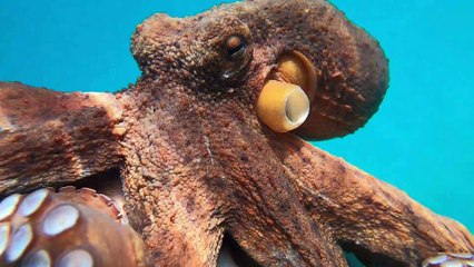 Friendly Octopus Clings onto Freediver