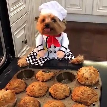 Qui a dit que les chiens savaient pas cuisiner. Admirez ce chef !