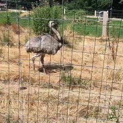 Cet oie et son petit font une belle promenade. Adorable :