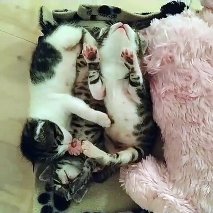 Adorable ! Cette chatte et ses petits sont trop mignons !