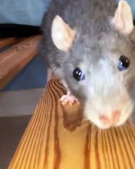Tellement chou ! Admirez comment ce rat se régale.