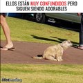 Compilado de Animalitos confundidos