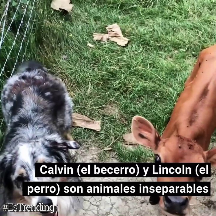 Amigos animales