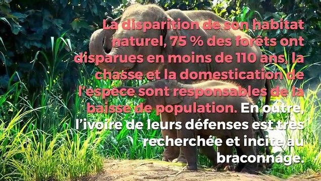 Les espèces en voie de disparition