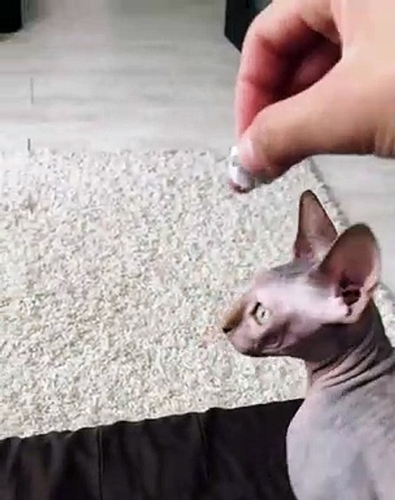 Étonnant ! Admirez la rapidité de ce chat sphynx. Trop mignon !