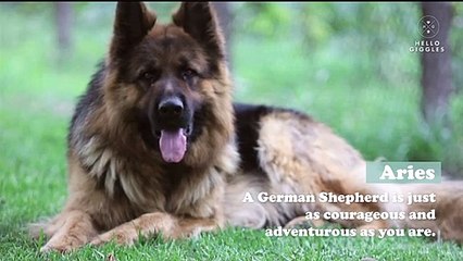 Here's the dog breed you should adopt, based on your zodiac sign