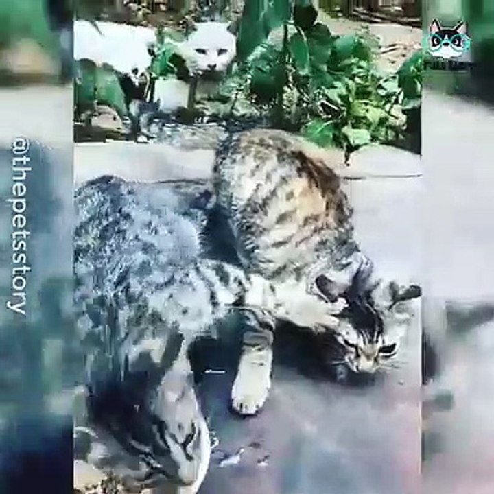 Le jeu entre ces chats est à mourir de rire. Regardez !