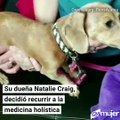 Mascota mimada recibe sesiones de acupuntura para tratar su afección ocular