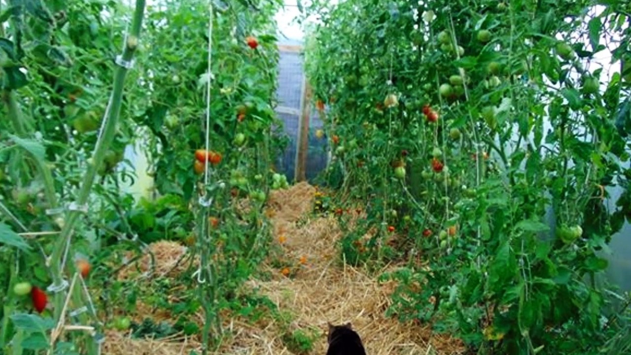 SERRE et POTAGER