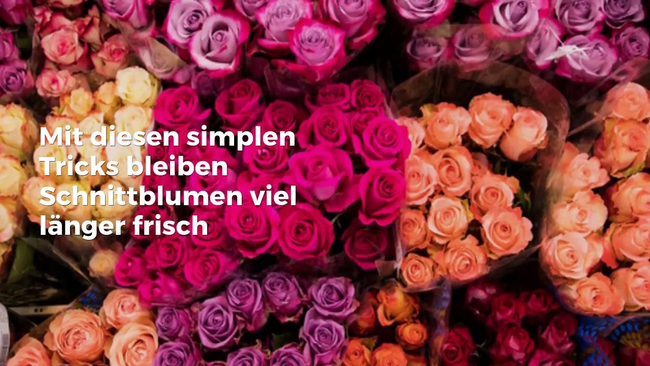 Top_News_People_Heidelberg