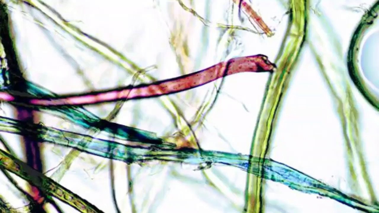 Noticias_de_Ciencia_y_Vida_19/06/2019_CO