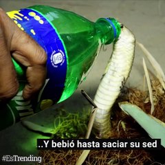 Rescate de la cobra más peligrosa del mundo
