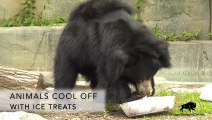 Animals Get Ice Treats