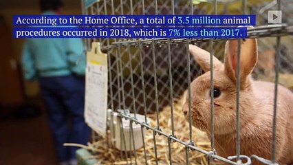 Animal Testing in UK Is at Its Lowest in 10 Years