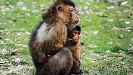 Los  Monos se volvieron más inteligentes con inyecciones