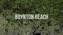 Green Cay - Boynton Beach FL Birds