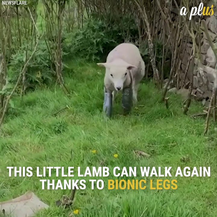 A Disabled Lamb Walks Again, After Receiving Bionic Legs