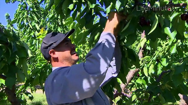 Some Health Benefits of Sweet Cherries
