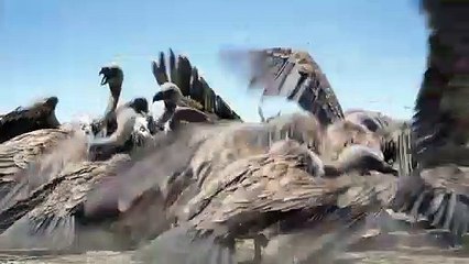 O Rei Leão _ Cena Dublada