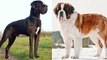 Great Dane vs Saint Bernard - Pet Guide | Funny Pet Videos