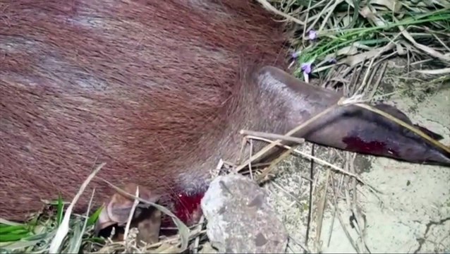 Capivara tem lesões graves ao ser atropelada na Região do Lago