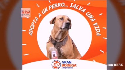 CANELO el PERRO que consiguio TRABAJO en LA GRAN BODEGA de PUEBLA