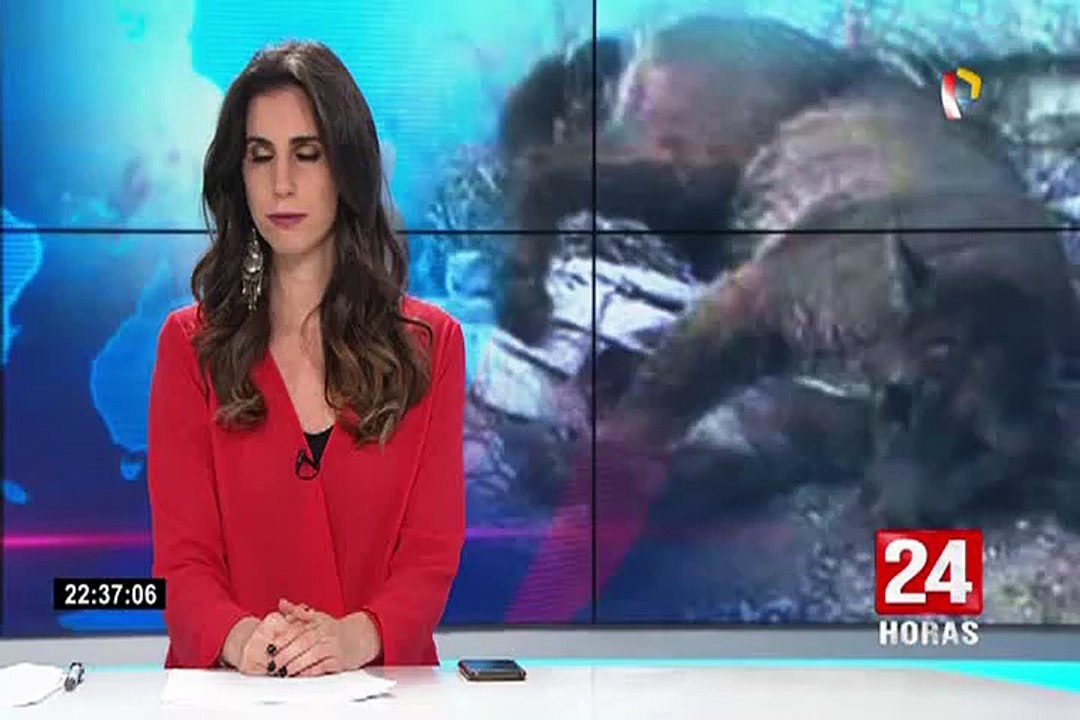 Arequipa: PNP señaló que dispararon a puma por recomendación de Serfor ante peligro