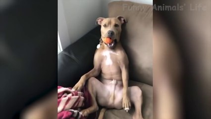 Cutest And  Funniest  Cats and  Dogs - Funny Pet Animals' Life